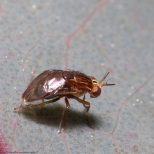 Steganopsis melanogaster at Macgregor, ACT - 26 Aug 2021