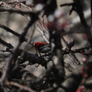 Myzomela sanguinolenta at Macgregor, ACT - suppressed