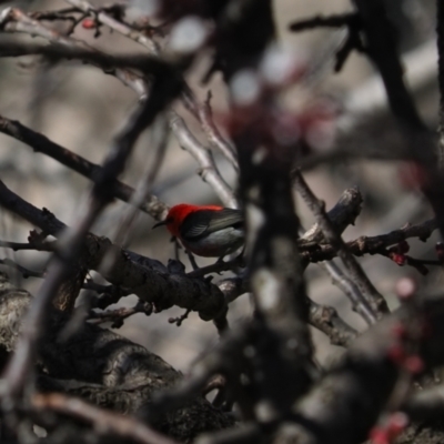 Myzomela sanguinolenta (Scarlet Honeyeater) at Macgregor, ACT - 26 Aug 2021 by Caric