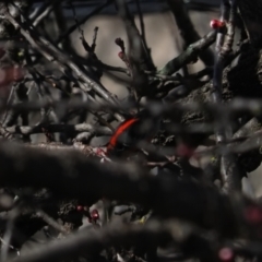 Myzomela sanguinolenta at Macgregor, ACT - suppressed