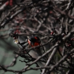 Myzomela sanguinolenta at Macgregor, ACT - suppressed