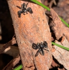 Jotus sp. (genus) (Unidentified Jotus Jumping Spider) at Murrumbateman, NSW - 26 Aug 2021 by SimoneC
