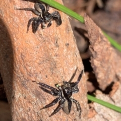 Jotus sp. (genus) at Murrumbateman, NSW - 26 Aug 2021 12:17 PM