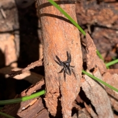 Jotus sp. (genus) at Murrumbateman, NSW - 26 Aug 2021