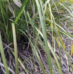 Thysanotus patersonii at Currawang, NSW - 26 Aug 2021