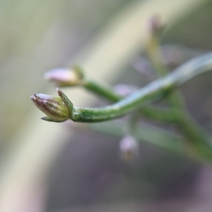 Thysanotus patersonii at Currawang, NSW - 26 Aug 2021