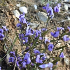 Hovea heterophylla (Common Hovea) at Gigerline Nature Reserve - 26 Aug 2021 by JohnBundock