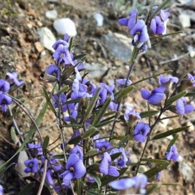 Hovea heterophylla (Common Hovea) at Gigerline Nature Reserve - 26 Aug 2021 by JohnBundock