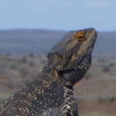 Pogona vitticeps at Living Desert State Park - 27 Aug 2013 by JanetRussell