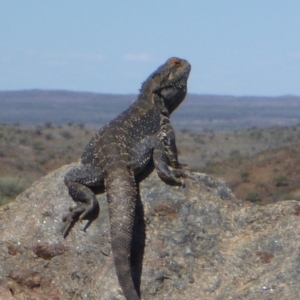 Pogona vitticeps at Broken Hill, NSW - 27 Aug 2013 01:41 PM