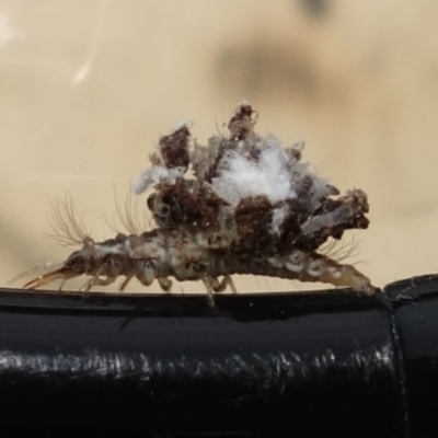 Chrysopidae (family) (Unidentified Green lacewing) at Duffy, ACT - 26 Aug 2021 by RobG1