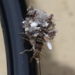 Chrysopidae (family) at Duffy, ACT - 26 Aug 2021