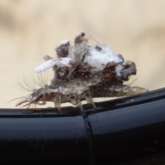 Chrysopidae (family) at Duffy, ACT - 26 Aug 2021