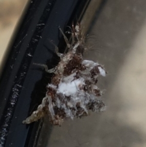 Chrysopidae (family) at Duffy, ACT - 26 Aug 2021