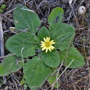 Cymbonotus sp. (preissianus or lawsonianus) at Tennent, ACT - 26 Aug 2021