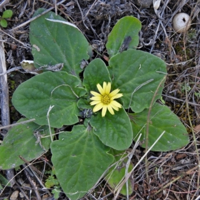 Cymbonotus sp. (preissianus or lawsonianus) (Bears Ears) at Tennent, ACT - 26 Aug 2021 by JohnBundock