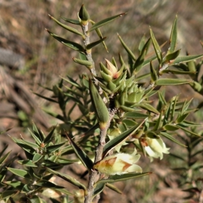 Melichrus urceolatus (Urn Heath) at Gigerline Nature Reserve - 26 Aug 2021 by JohnBundock