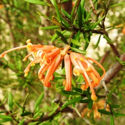 Grevillea juniperina (Grevillea) at Lions Youth Haven - Westwood Farm A.C.T. - 26 Aug 2021 by HelenCross