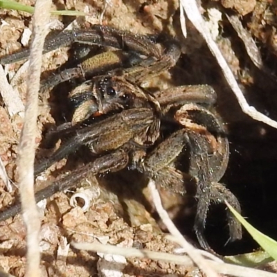 Tasmanicosa sp. (genus) (Unidentified Tasmanicosa wolf spider) at Lions Youth Haven - Westwood Farm A.C.T. - 26 Aug 2021 by HelenCross