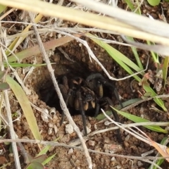 Tasmanicosa sp. (genus) at Kambah, ACT - 26 Aug 2021