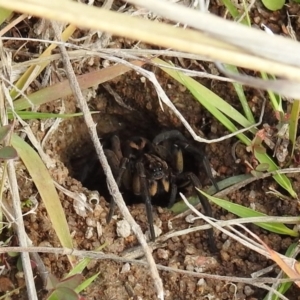 Tasmanicosa sp. (genus) at Kambah, ACT - 26 Aug 2021