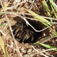 Tasmanicosa sp. (genus) at Kambah, ACT - 26 Aug 2021