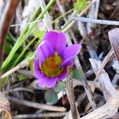 Romulea rosea var. australis (Onion Grass) at Kambah, ACT - 26 Aug 2021 by HelenCross