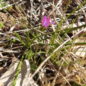 Romulea rosea var. australis at Kambah, ACT - 26 Aug 2021