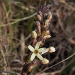 Stackhousia monogyna (Creamy Candles) at Gigerline Nature Reserve - 26 Aug 2021 by JohnBundock