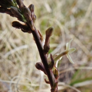 Stackhousia monogyna at Tennent, ACT - 26 Aug 2021