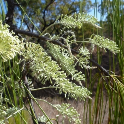 Unidentified Other Tree at Springsure, QLD - 18 Jul 2013 by JanetRussell