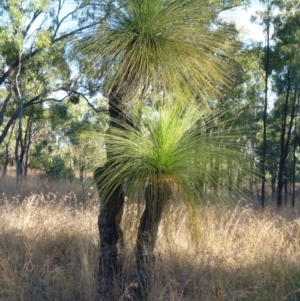Unidentified Other Tree (TBC) at suppressed by JanetRussell