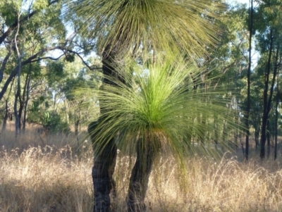 Unverified Other Tree at Springsure, QLD - 18 Jul 2013 by JanetRussell