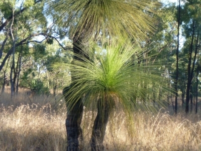 Unidentified Other Tree at Springsure, QLD - 18 Jul 2013 by JanetRussell