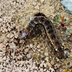 Apina callisto (Pasture Day Moth) at Denman Prospect, ACT - 25 Aug 2021 by RobG1