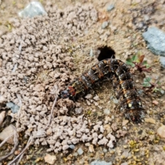 Apina callisto at Denman Prospect, ACT - 25 Aug 2021