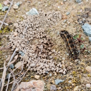 Apina callisto at Denman Prospect, ACT - 25 Aug 2021