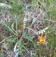 Gazania x splendens (Gazania) at West Albury, NSW - 26 Aug 2021 by ClaireSee