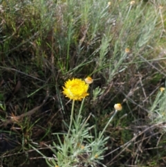 Leucochrysum albicans subsp. albicans (Hoary Sunray) at Nail Can Hill - 22 Aug 2021 by ClaireSee