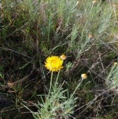 Leucochrysum albicans subsp. albicans (Hoary Sunray) at Albury - 22 Aug 2021 by ClaireSee