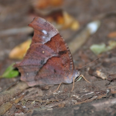 Melanitis leda (Evening Brown) at O'Reilly, QLD - 2 Aug 2009 by Harrisi