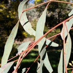 Eucalyptus sideroxylon at Cook, ACT - 26 Aug 2021