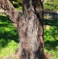 Eucalyptus sideroxylon at Mount Painter - 26 Aug 2021