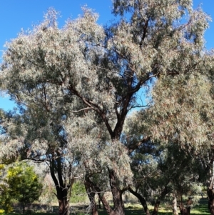 Eucalyptus sideroxylon at Cook, ACT - 26 Aug 2021