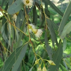 Eucalyptus sideroxylon at Mount Painter - 26 Aug 2021