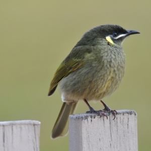 Meliphaga lewinii at O'Reilly, QLD - 4 Aug 2009