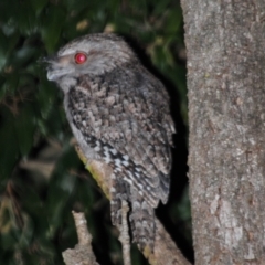 Podargus ocellatus plumiferus (Plumed Frogmouth) at Sarabah, QLD - 4 Aug 2009 by Harrisi