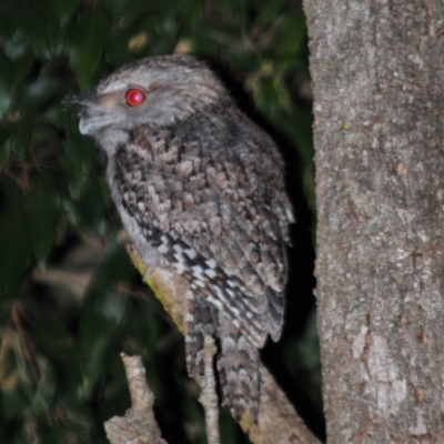 Podargus ocellatus plumiferus (Plumed Frogmouth) at Sarabah, QLD - 4 Aug 2009 by Harrisi