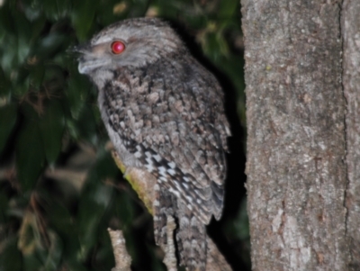 Podargus ocellatus plumiferus (Plumed Frogmouth) at Sarabah, QLD - 4 Aug 2009 by Harrisi