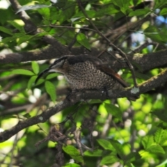 Ptiloris paradiseus (Paradise Riflebird) at Lamington National Park - 4 Aug 2009 by Harrisi